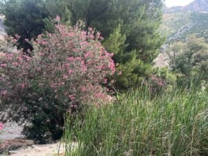 Caminito del Rey Flora and Fauna Caminito del Rey flora and fauna – IMG 3766