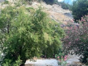 Caminito del Rey Flora and Fauna Caminito del Rey flora and fauna – IMG 3767