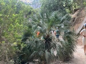 Caminito del Rey Flora and Fauna Caminito del Rey flora and fauna – IMG 3768