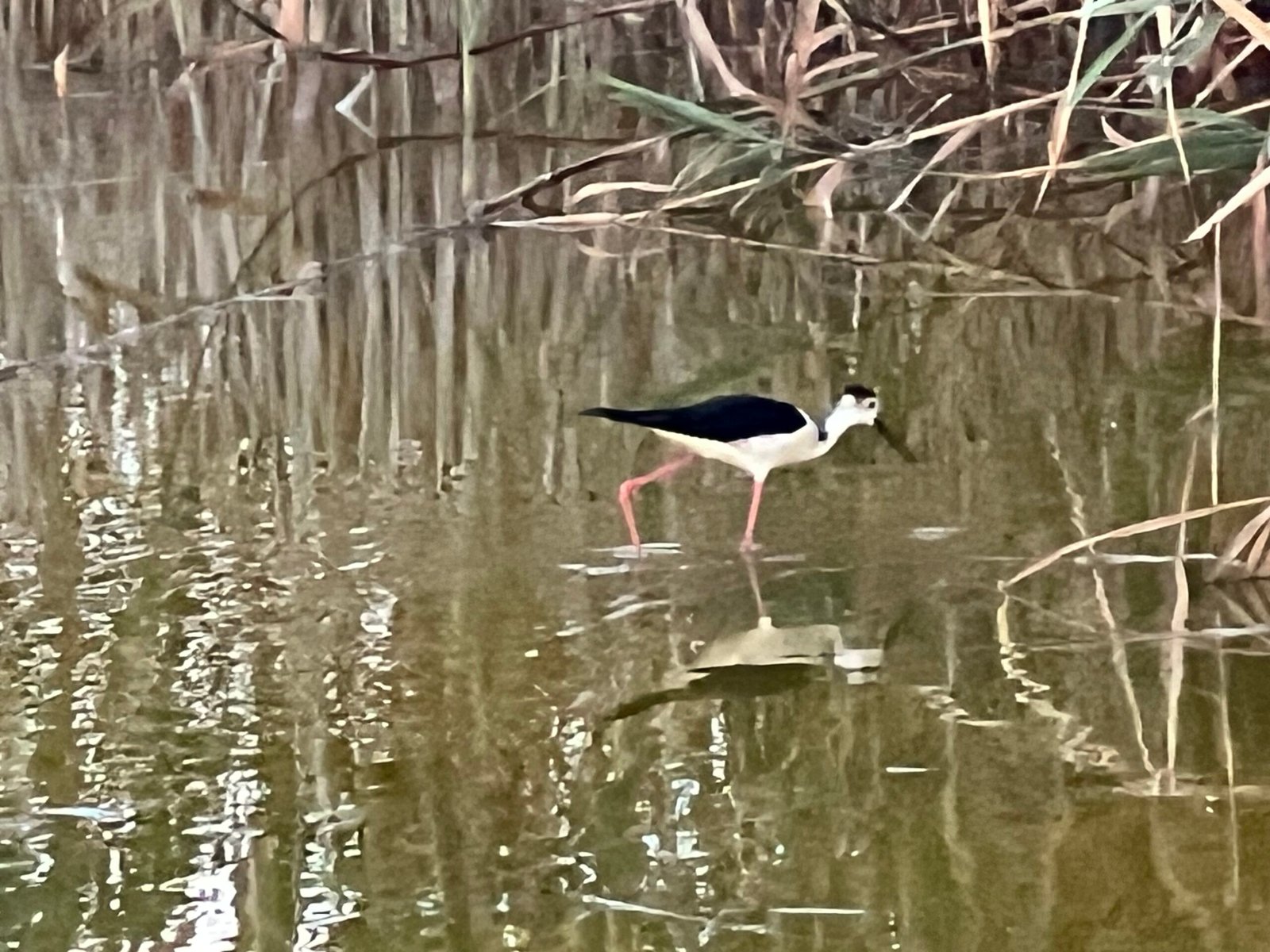 Laguna Rosa Torrevieja: Our Visit to Spain’s Pink Lake Black-winged stilt bird beside Laguna Rosa Torrevieja