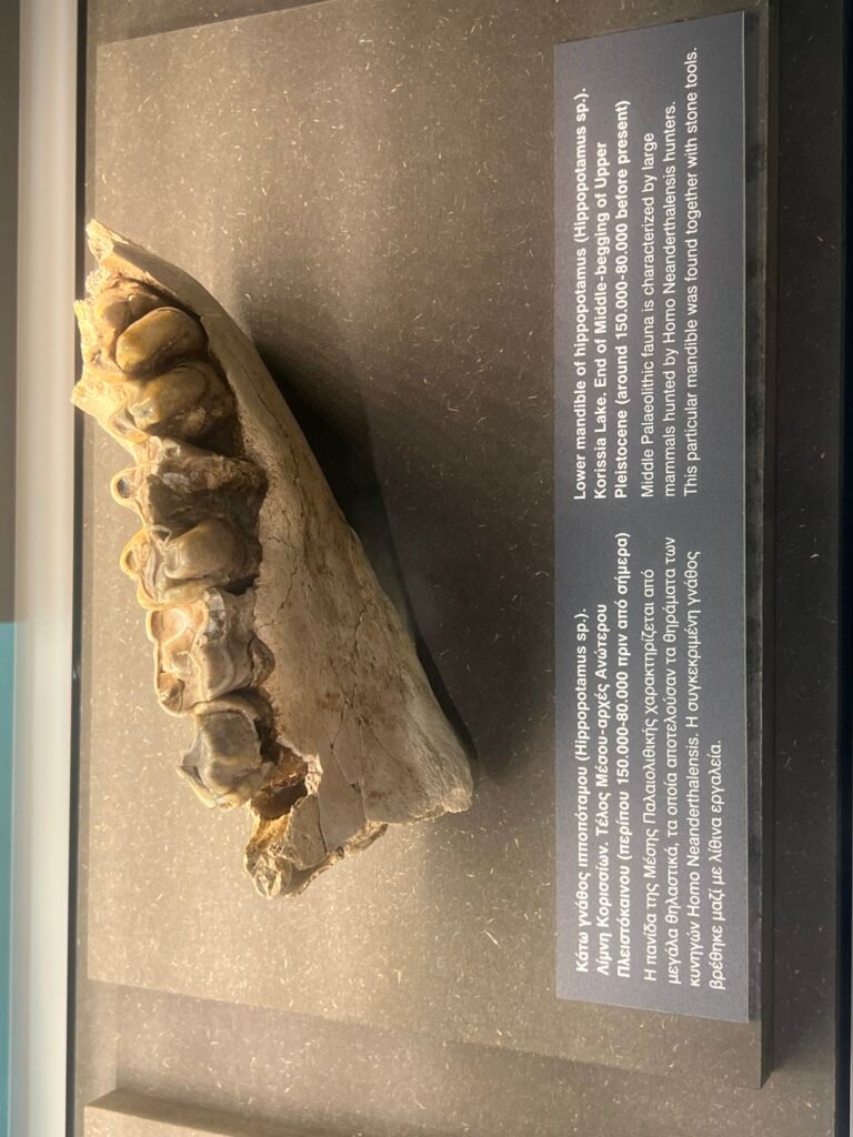 Hippopotamus lower jaw from Korissia Lake, with the museum’s explanatory label.